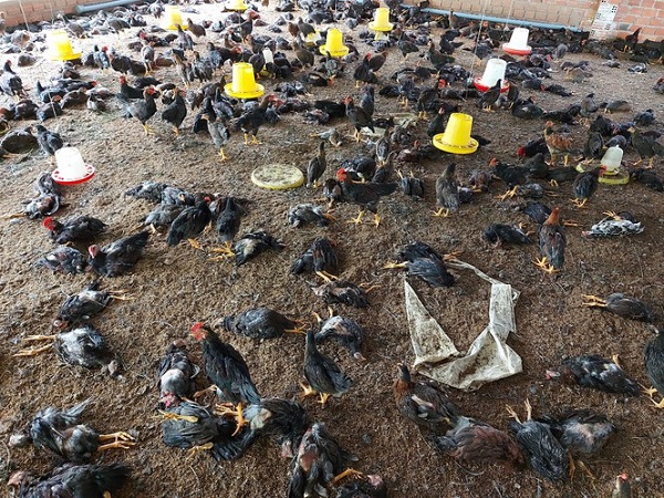 Vừa hết cách ly COVID, Buôn Ma Thuột lại công bố dịch cúm H5N6