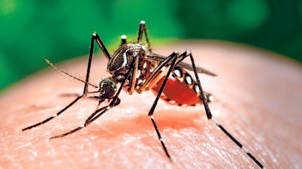 Bệnh Chikugunya l&acirc;y truyền từ người sang người th&ocirc;ng qua muỗi Aedes nhiễm bệnh (Ảnh minh họa)