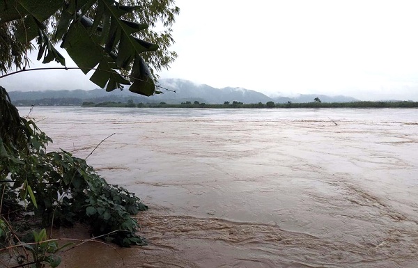 Phú Thọ: Gần 500 ha lúa, hoa mầu và cây ăn quả bị ngập, đổ