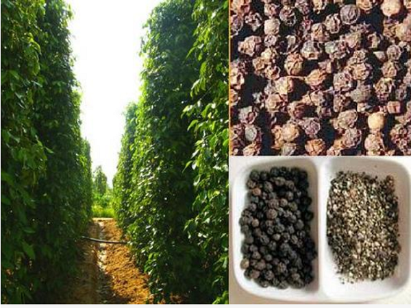 Thị trường giá nông sản 20/8: Giá cà phê giảm, tiêu đi ngang