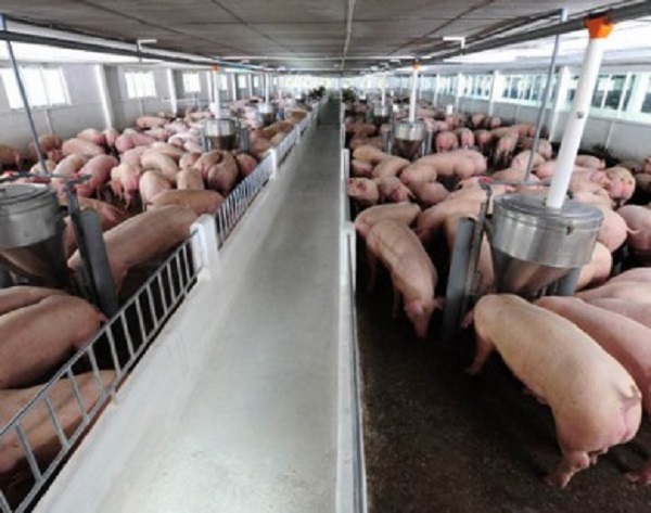 Giá heo hơi ngày 20/8: Tăng ở miền Bắc, giảm nhẹ ở miền Nam