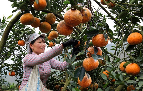 Tuyên Quang: Có 14 sản phẩm đạt tiêu chuẩn OCOP 3 sao trở lên