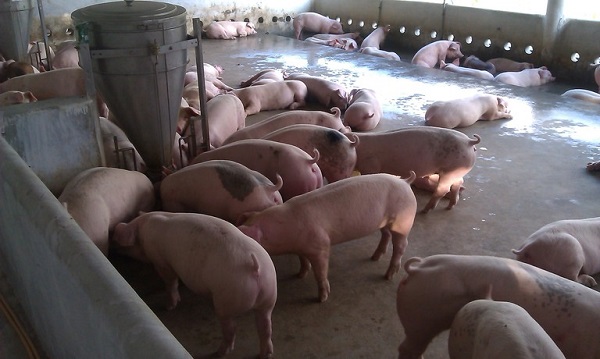 Giá heo hơi 21/8: Cả nước ổn định quanh ngưỡng 85.000 đồng/kg