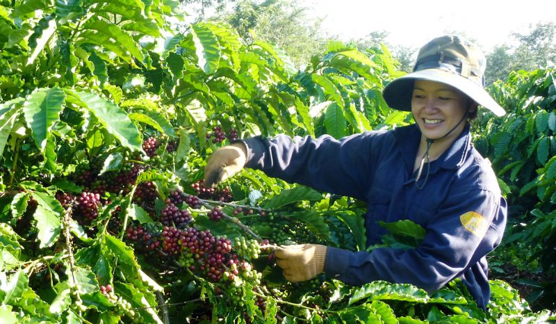 Thị trường giá nông sản 23/8: Giá cà phê tăng, tiêu đi ngang