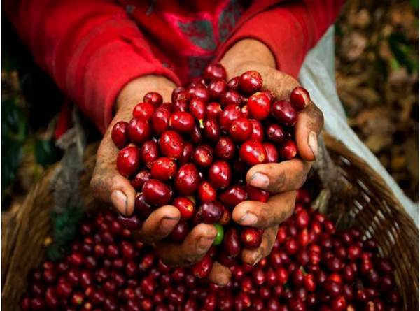 Giá cà phê Tây Nguyên ghi nhận tăng 300-400 đồng/kg