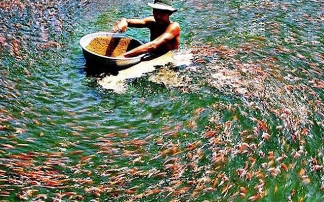 Thanh Hóa: Chú trọng phát triển nuôi trồng thủy sản theo hướng bền vững