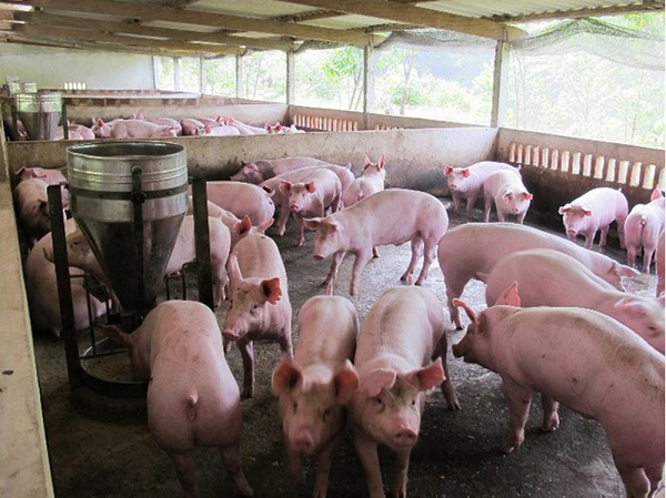 Giá heo hơi ngày 25/8: Đồng loạt giảm ở nhiều địa phương