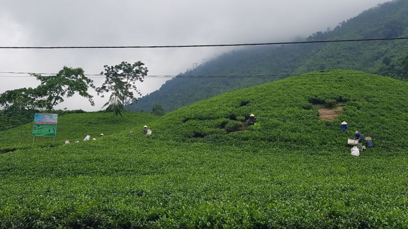 Đại Từ, Thái Nguyên: Trồng mới, trồng thay thế 1.500ha chè