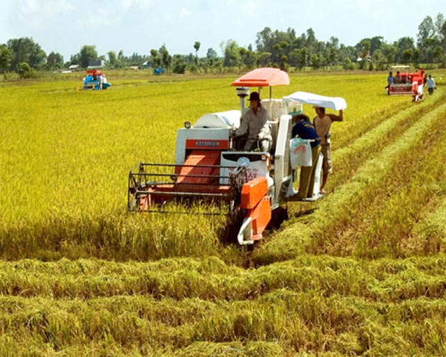 7 tháng đầu năm: Sản lượng lúa thu hoạch đạt 25 triệu tấn