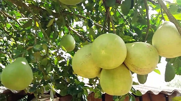 Chỉ dẫn địa lý bưởi Năm Roi Vĩnh Long: Hiện trạng và giải pháp