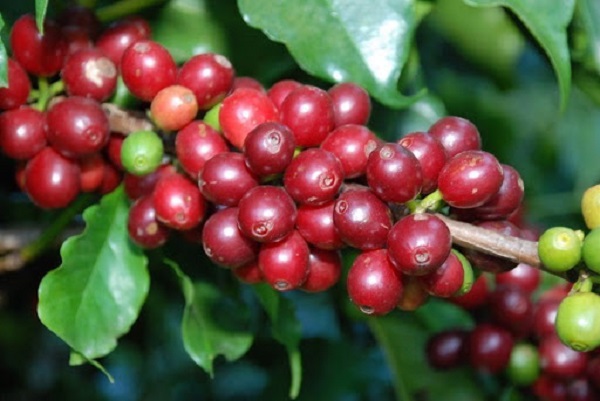 Giá cà phê tăng thêm 300 đồng/kg