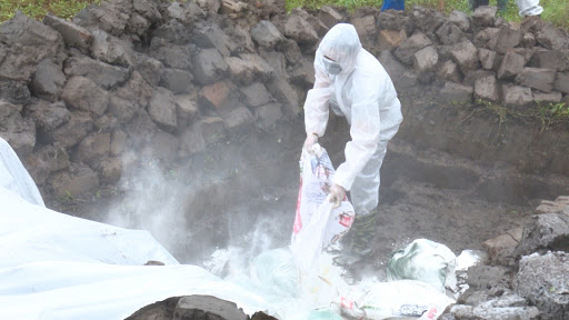 Tiêu hủy hơn 42.000 con lợn do dịch tả lợn châu Phi tái phát