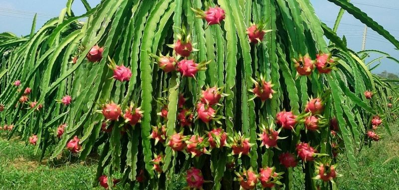 Khai sai thuế 3 năm liên tiếp, nhóm Hoàng Anh Gia Lai bị phạt