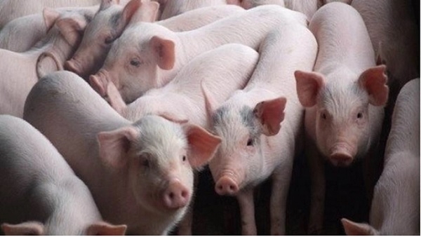 Giá heo hơi hôm nay 31/8: Miền Bắc giảm sâu đến 5.000 đồng/kg