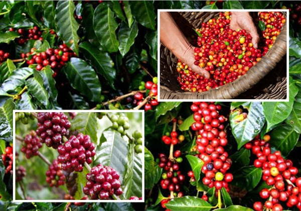 Thị trường giá nông sản ngày 3/9: Giá cà phê tăng, tiêu đi ngang