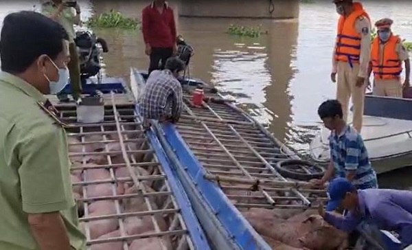 An Giang: Tạm giữ hơn 2,8 tấn heo nhập lậu từ Campuchia về Việt Nam