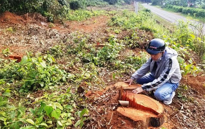 Quảng Trị: Một doanh nghiệp bị phạt gần 400 triệu đồng vì hành vi phá rừng