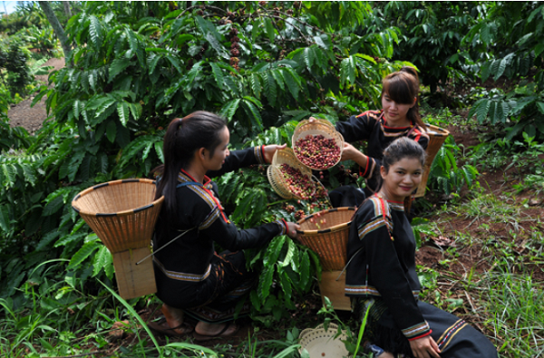 giá cà phê tăng nhẹ