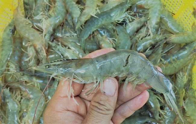 8 tháng, gần 30.000 ha tôm nuôi thiệt hại không rõ nguyên nhân