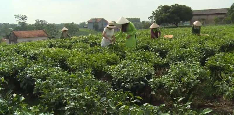 Thái Nguyên: Phát triển mô hình nông nghiệp gắn với du lịch sinh thái