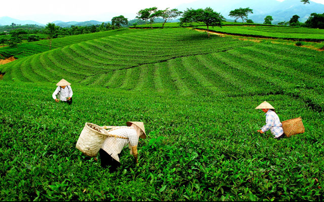 Thái Nguyên: Thúc đẩy phát triển thương hiệu chè