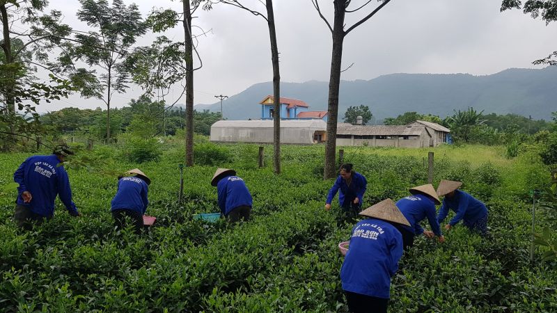 Thái Nguyên: Cơ hội đưa sản phẩm chè vào thị trường "khó tính" thông qua hiệp định EVFTA
