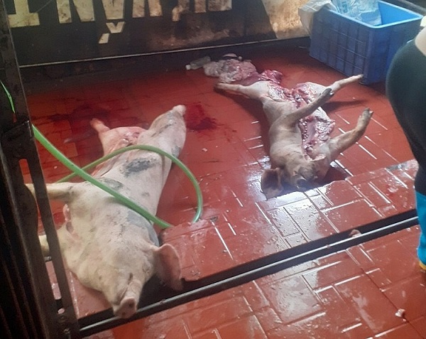 Hải Dương: Phát hiện hơn 1,5 tấn thịt lợn “bẩn”