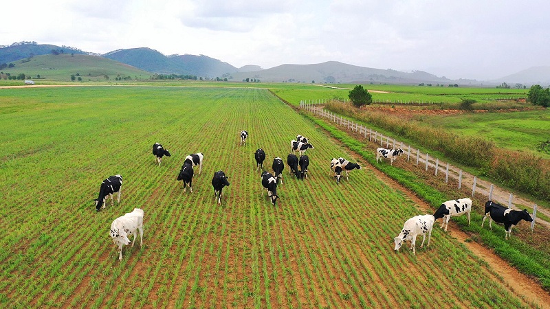 Tổ hợp trang trại bò sữa Organic của Vinamilk với quy mô 24.000 con tọa lạc trên cao nguyên Xiêng Khoảng (Lào)