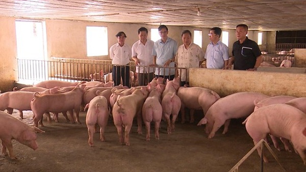 Đoàn công tác đã khảo sát và thăm mô hình phát triển kinh tế trang trại tại huyện Phù Ninh.