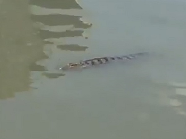 TP.HCM: Quận 12 cảnh báo người dân về việc cá sấu xuất hiện ở sông Sài Gòn