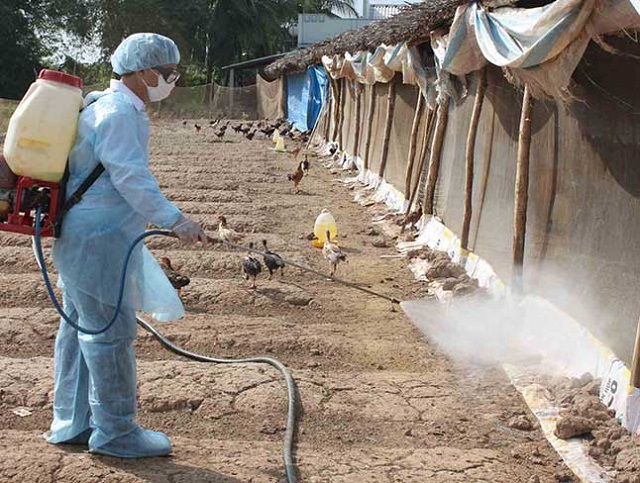 Thanh Hóa: Thực hiện “Tháng tổng vệ sinh, khử trùng, tiêu độc môi trường phòng, chống dịch bệnh gia súc, gia cầm”
