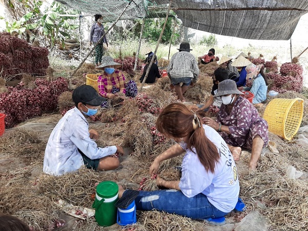 Trao quyền sử dụng chỉ dẫn địa lý “Vĩnh Châu” cho hành tím của Sóc Trăng