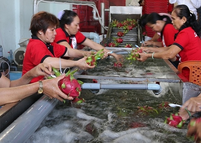 Nhiều lô hàng trái cây chuẩn bị vào EU theo EVFTA