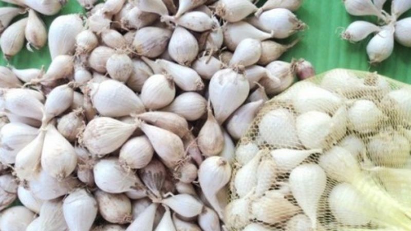 Lượng tỏi khô còn tồn đọng ở Lý Sơn lên đến 1.500 tấn