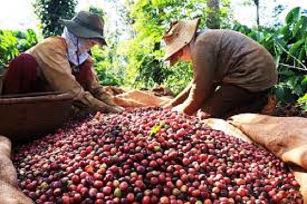 Thị trường giá nông sản 18/9: Giá tiêu đi ngang, cà phê giảm nhẹ