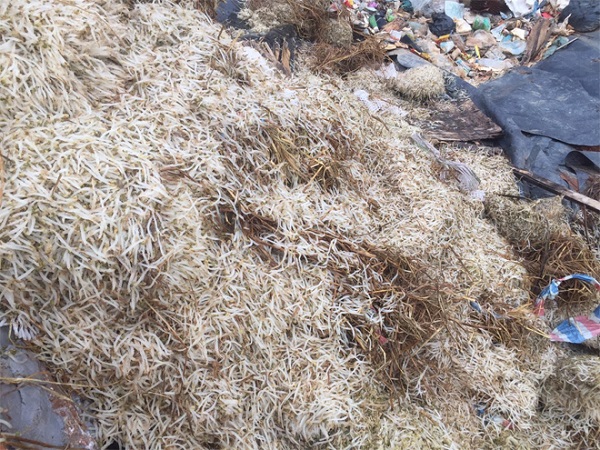 Bắc Giang: Phát hiện cơ sở sử dụng chất cấm sản xuất giá đỗ