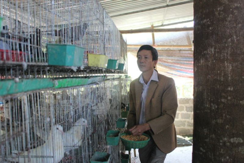 Dự án nuôi chim bồ câu mở ra hướng đi mới cho người chăn nuôi