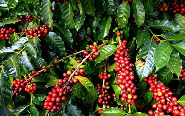 Giá cà phê hôm nay dao động trong khoảng 31.800 - 32.300 đồng/kg