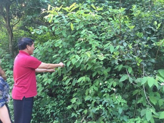 Vĩnh Phúc: Người giữ thần dược cây “An xoa” khắc tinh bệnh gan