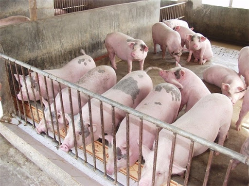 Giá lợn hơi hôm nay tại miền Bắc dao động trong khoảng 80.000 - 83.000 đồng/kg.
