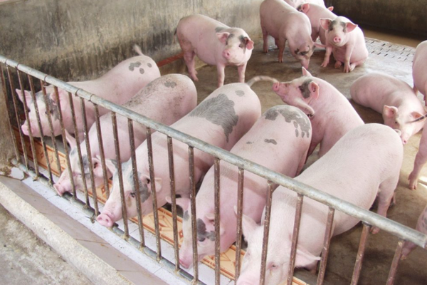Giá heo hơi ngày 25/9: Giảm nhẹ tại ba miền, thấp nhất 74.000 đồng/kg