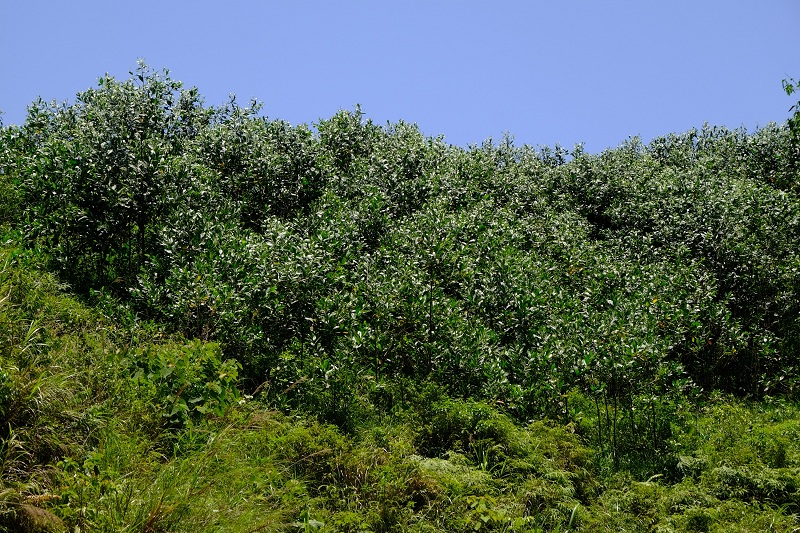 Rừng keo của hộ dân tại tỉnh Cao Bằng được Quỹ 1 triệu cây xanh cho Việt Nam và Vinamilk tặng cây giống, đến nay đã vươn lên xanh mướt