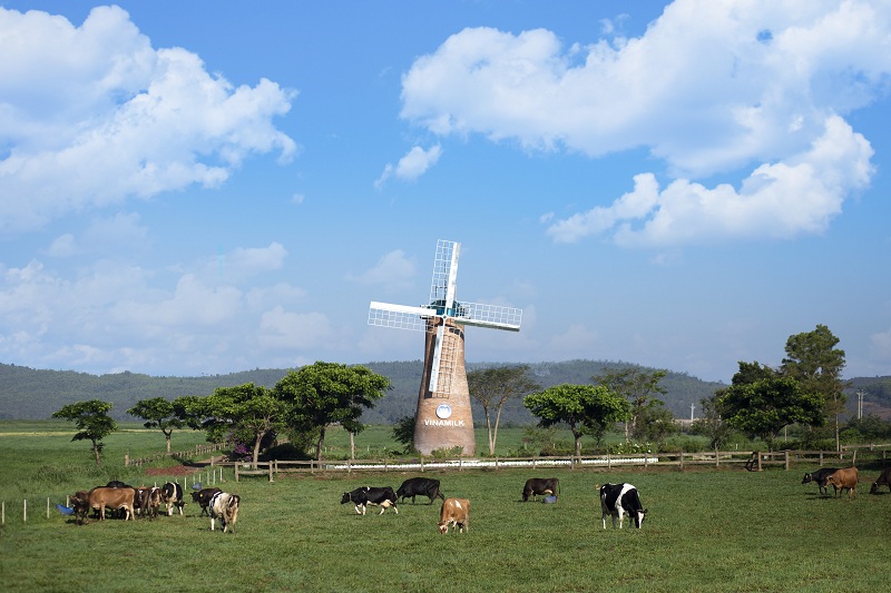 Bò sữa organic được chăn thả tự nhiên trên các đồng cỏ đạt chuẩn hữu cơ châu Âu tại trang trại Vinamilk Organic Đà Lạt