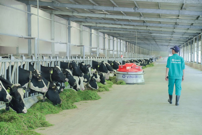 Công nghệ thu gom chất thải được Vinamilk áp dụng giúp vệ sinh chuồng trại luôn sạch, đảm bảo sức khỏe và sự thoải mái cho đàn bò sữa