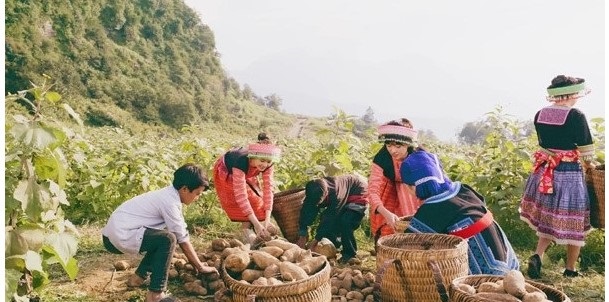 Công ty TNHH Long Hải thu mua sâm Fansipan của bà con dân tộc tại huyện Bát Xát