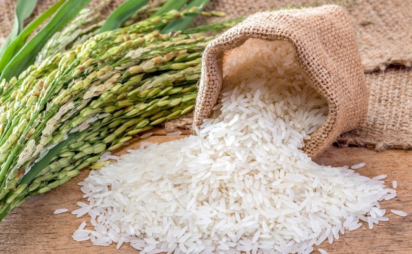 Giá lúa gạo tăng nhẹ