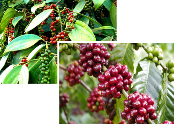 Thị trường giá nông sản ngày 30/9: Giá tiêu, cà phê tiếp tục giảm