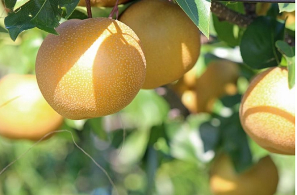 Thái Lan điều chỉnh quy định về dư lượng thuốc bảo vệ thực vật với nông sản tươi nhập khẩu