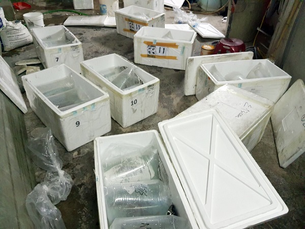 Phát hiện 146 cá thể cá rồng nhập khẩu trái phép theo đường hàng không