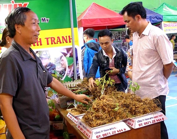 Du khách mua sắm sâm Ngọc Linh tại phiên chợ.